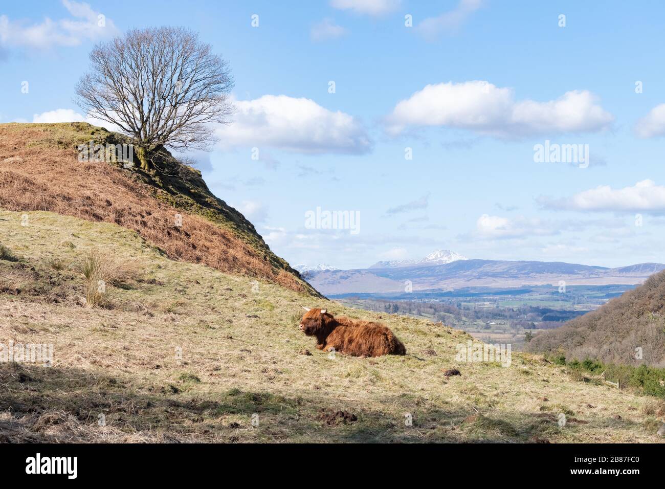 Strathblane, Stirlingshire, Écosse, Royaume-Uni. 20 mars 2020. Météo au Royaume-Uni - vaches des Highlands baignées de soleil à l'extérieur de Strathblane, Stirlingshire Credit: Kay Roxby/Alay Live News Banque D'Images