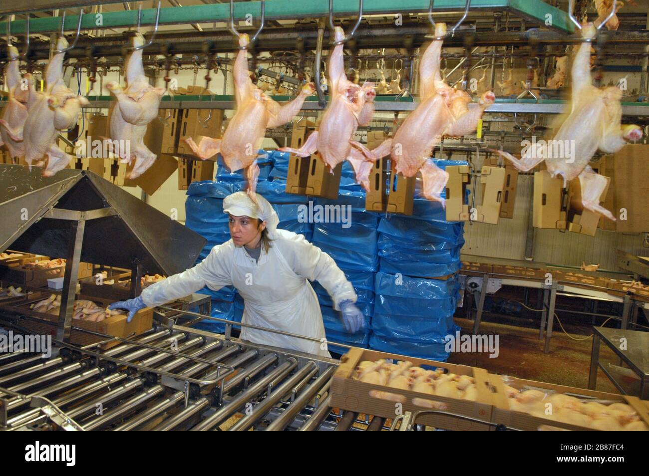 Poulets de reproduction du groupe 'Amadori' à Cesena (Italie), unité de boucherie Banque D'Images