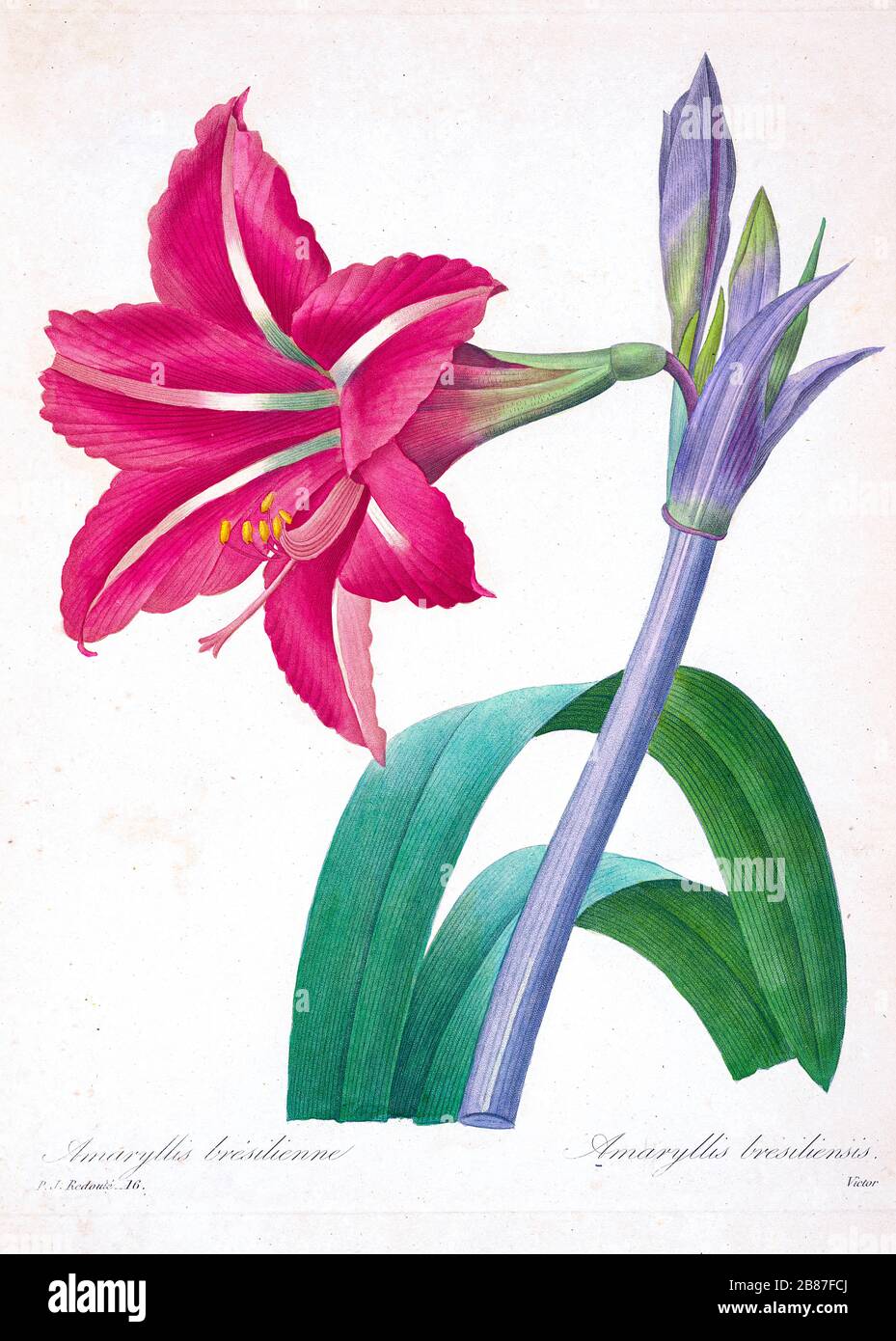 Peinture à la main du XIXe siècle illustration d'une fleur d'Amaryllis brasiliensis (Amaryllis brésilien), par Pierre-Joseph Redoute. Publié dans choix des plus belles fleurs, Paris (1827). Par Redouté, Pierre Joseph, 1759-1840.; Chapuis, Jean Baptiste.; Ernest Panckoucke.; Langois, Dr.; Bessin, R.; Victor, fl. CA. 1820-1850. Banque D'Images