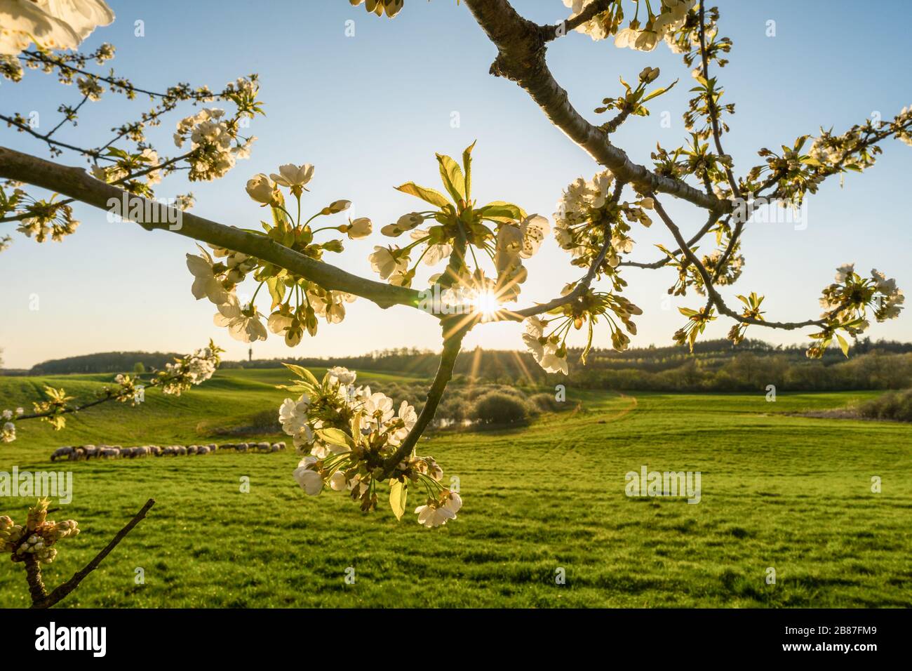 Soleil brillant à travers les feuilles d'un arbre au printemps Banque D'Images