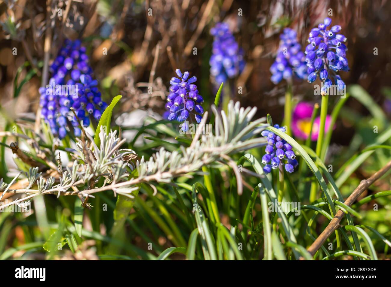 Belles hyacinthes de raisin, jardin idyl au printemps, Allemagne. Banque D'Images