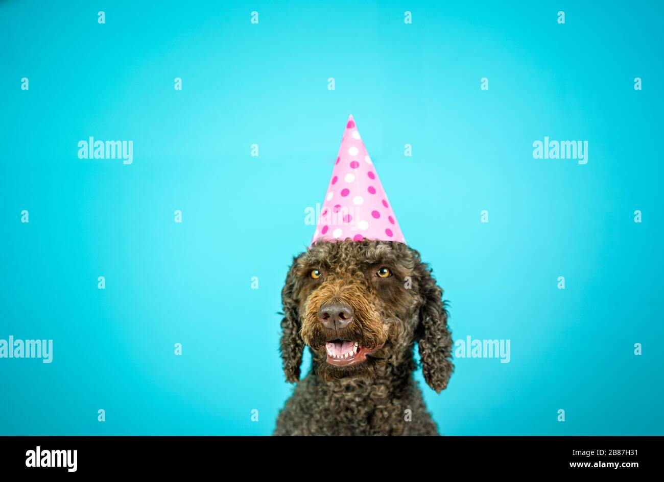Joyeux chien d'eau espagnol avec chapeau d'anniversaire. Scène de célébration. Banque D'Images