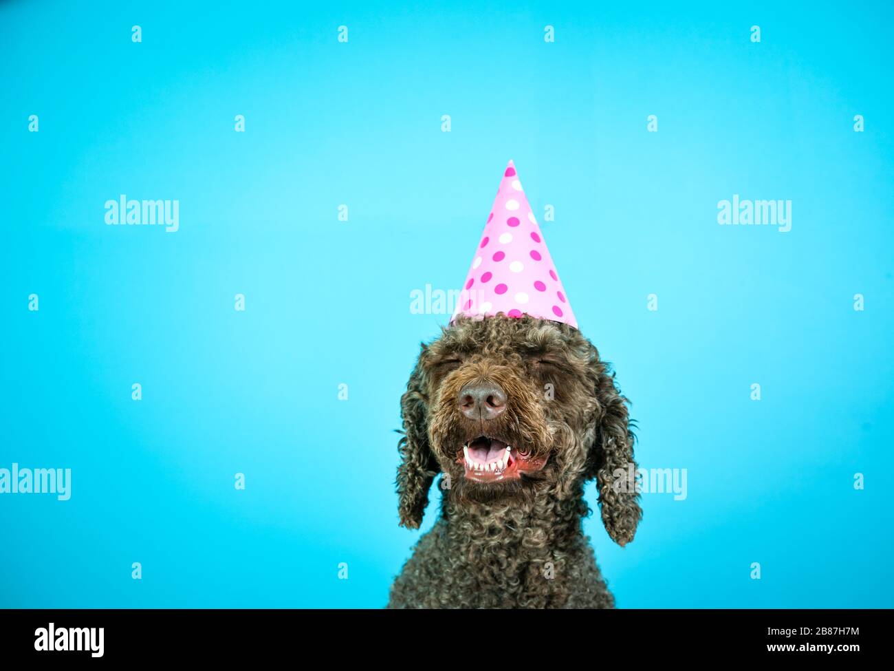 Un chien d'eau espagnol heureux avec des yeux fermés et un chapeau d'anniversaire. Banque D'Images