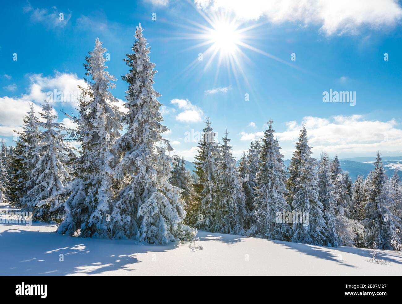 De grands arbres de sapin neigeux et minces poussent sur une forêt enneigée vallonnée lors d'une journée hivernale ensoleillée. Concept voyage à des endroits difficiles et inexplorés de la planète Banque D'Images