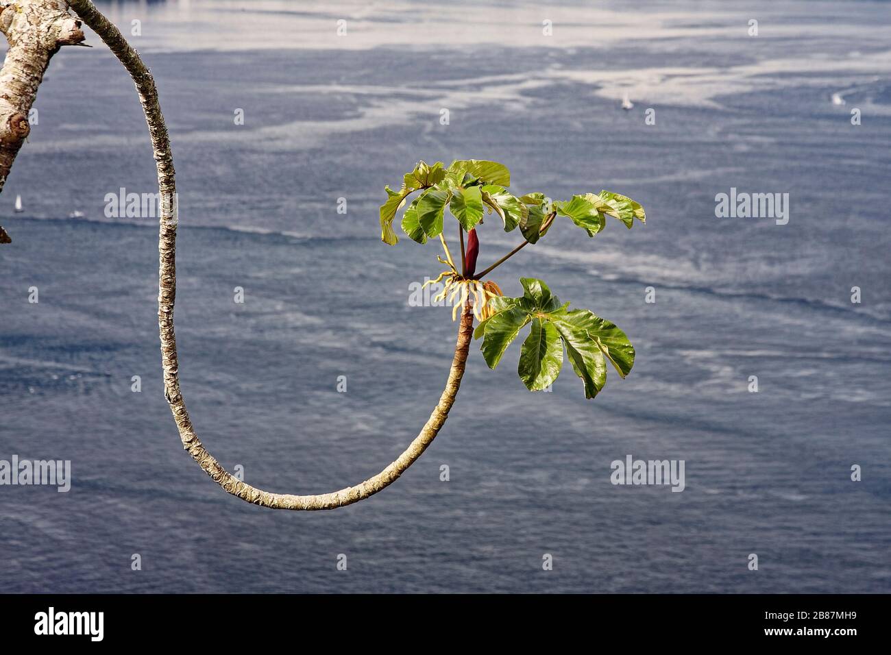Bourgeon à fleurs, extrémité du membre incurvé, Sugarloaf, eau au-delà, nature, Amérique du Sud; Rio de Janeiro; Brésil; été Banque D'Images