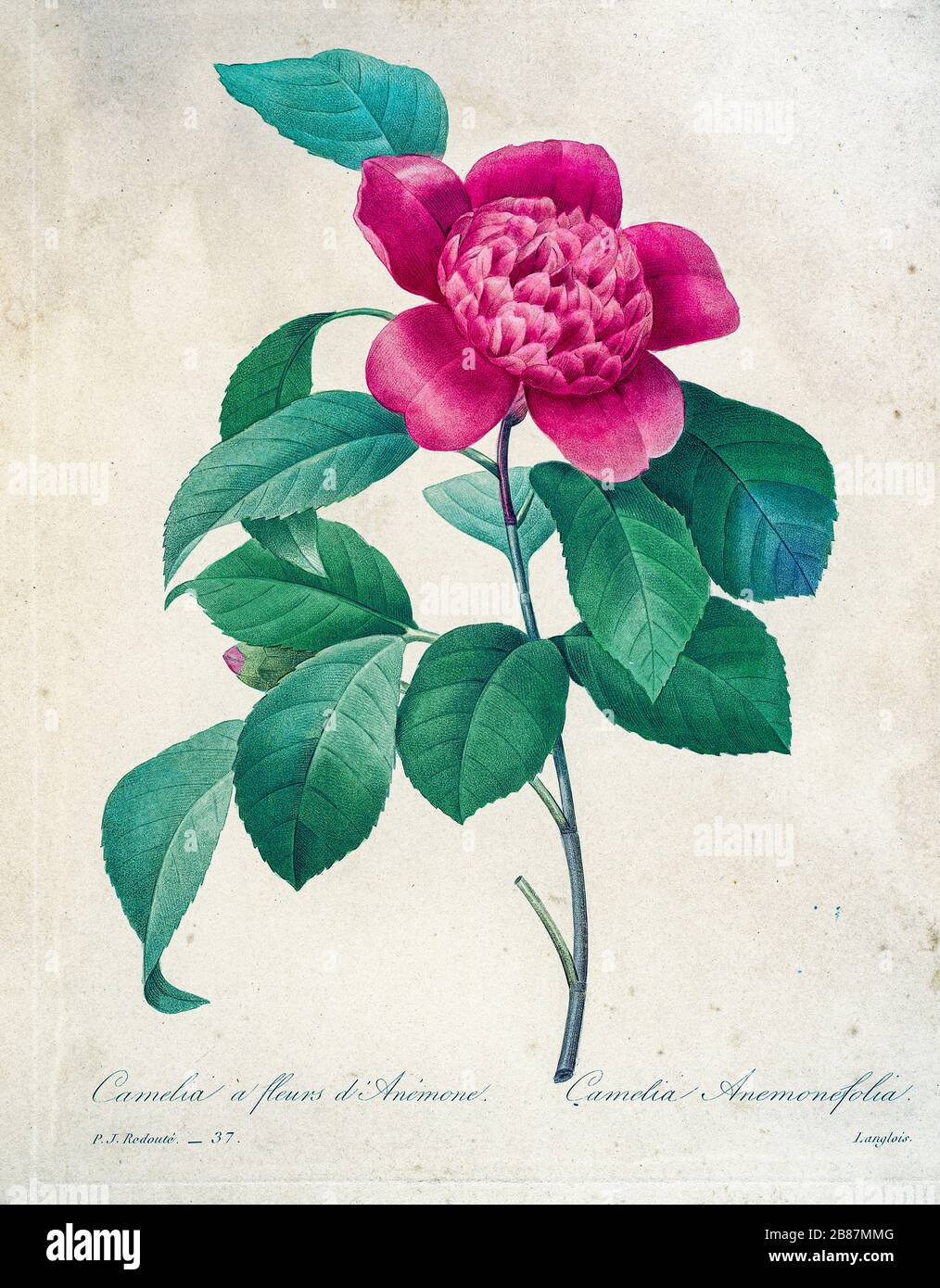 Peinture à la main du XIXe siècle illustration d'une fleur de Camellia Anemoniflora, de Pierre-Joseph Redoute. Publié dans choix des plus belles fleurs, Paris (1827). Par Redouté, Pierre Joseph, 1759-1840.; Chapuis, Jean Baptiste.; Ernest Panckoucke.; Langois, Dr.; Bessin, R.; Victor, fl. CA. 1820-1850. Banque D'Images