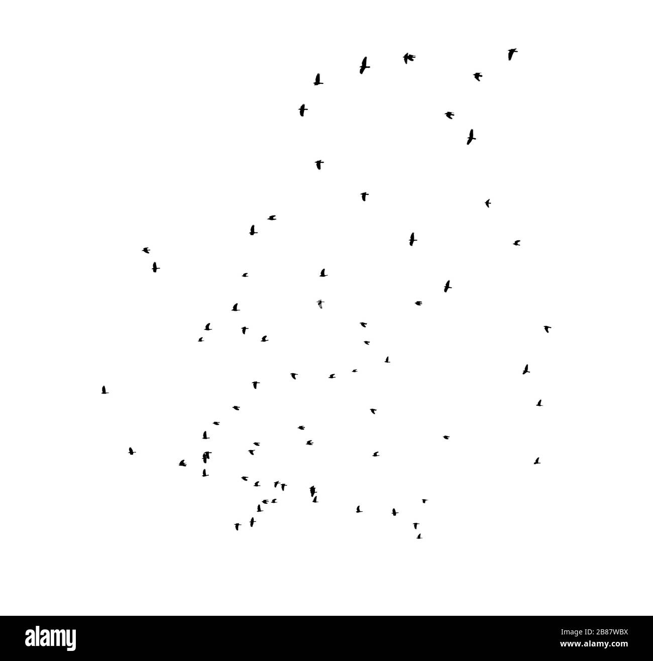 Troupeau d'oiseaux volant dans le ciel. Silhouettes noires isolées sur fond blanc. Ensemble de formes de découpe ou d'éléments graphiques. Banque D'Images Troupeau d'oiseaux volant dans le ciel. Silhouettes noires isolées sur fond blanc. Ensemble de formes de découpe ou d'éléments graphiques. Banque D'Images