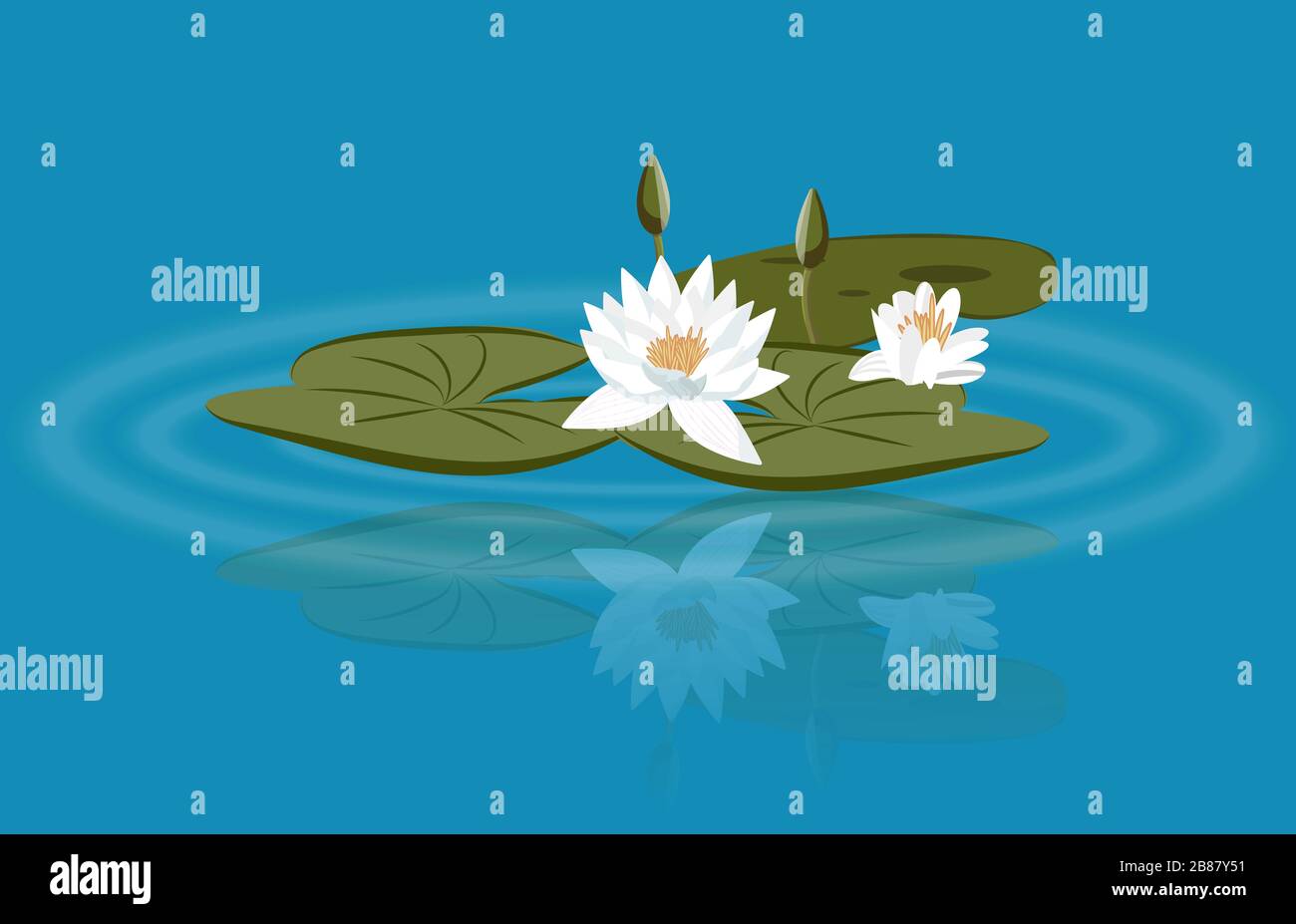 Vecteur de nénuphars sur le lac avec feuilles et boutons de fleurs. Belle eau vectorielle reflète nénuphar dans l'eau du lac Illustration de Vecteur