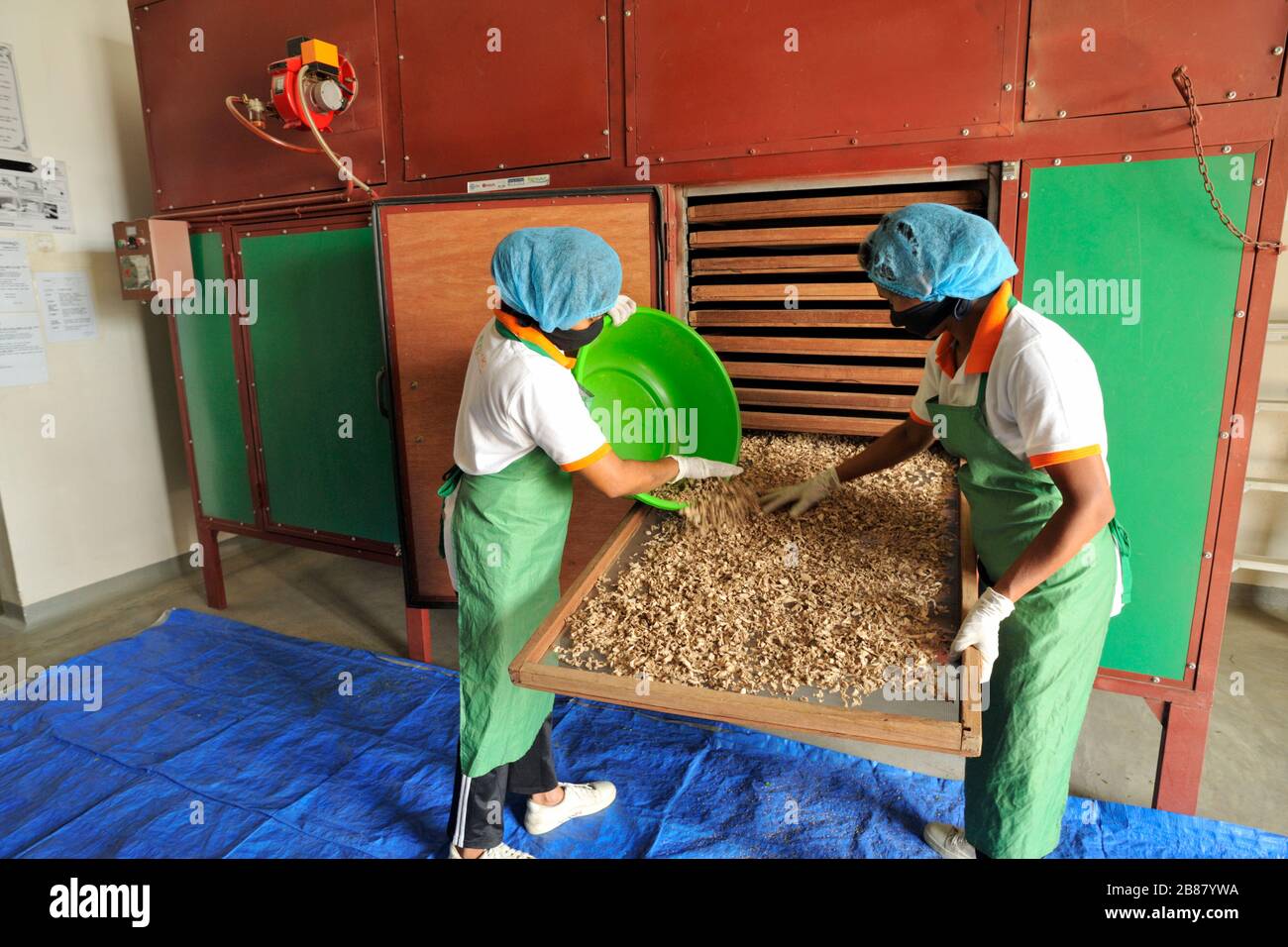 Sri Lanka, Monaragala, usine d'épices d'Ecowave, séchage au gingembre Banque D'Images