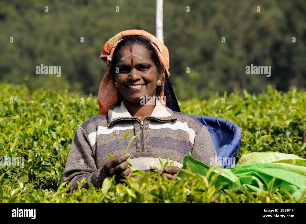 Sri Lanka, Nuwara Eliya, plantation de thé, tamoul pplucking des feuilles de thé Banque D'Images