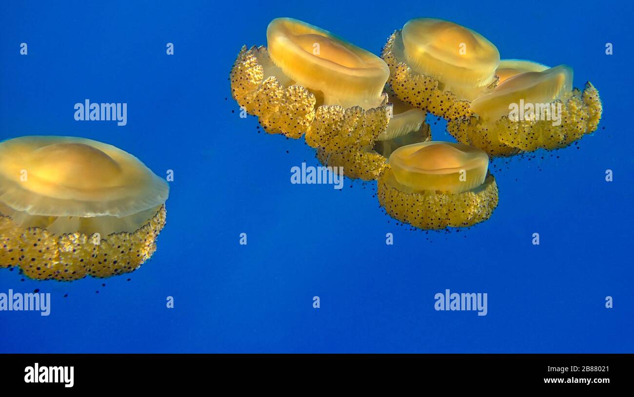 Méduse d'œufs frits méditerranéens (Phacellophora camtschatica), plongée sous-marine sur l'île de Gozo, Malte. Banque D'Images