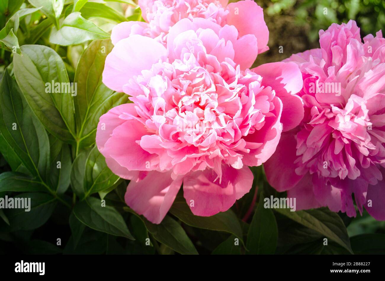 Magnifique pivoine rose sur les feuilles vertes. Banque D'Images