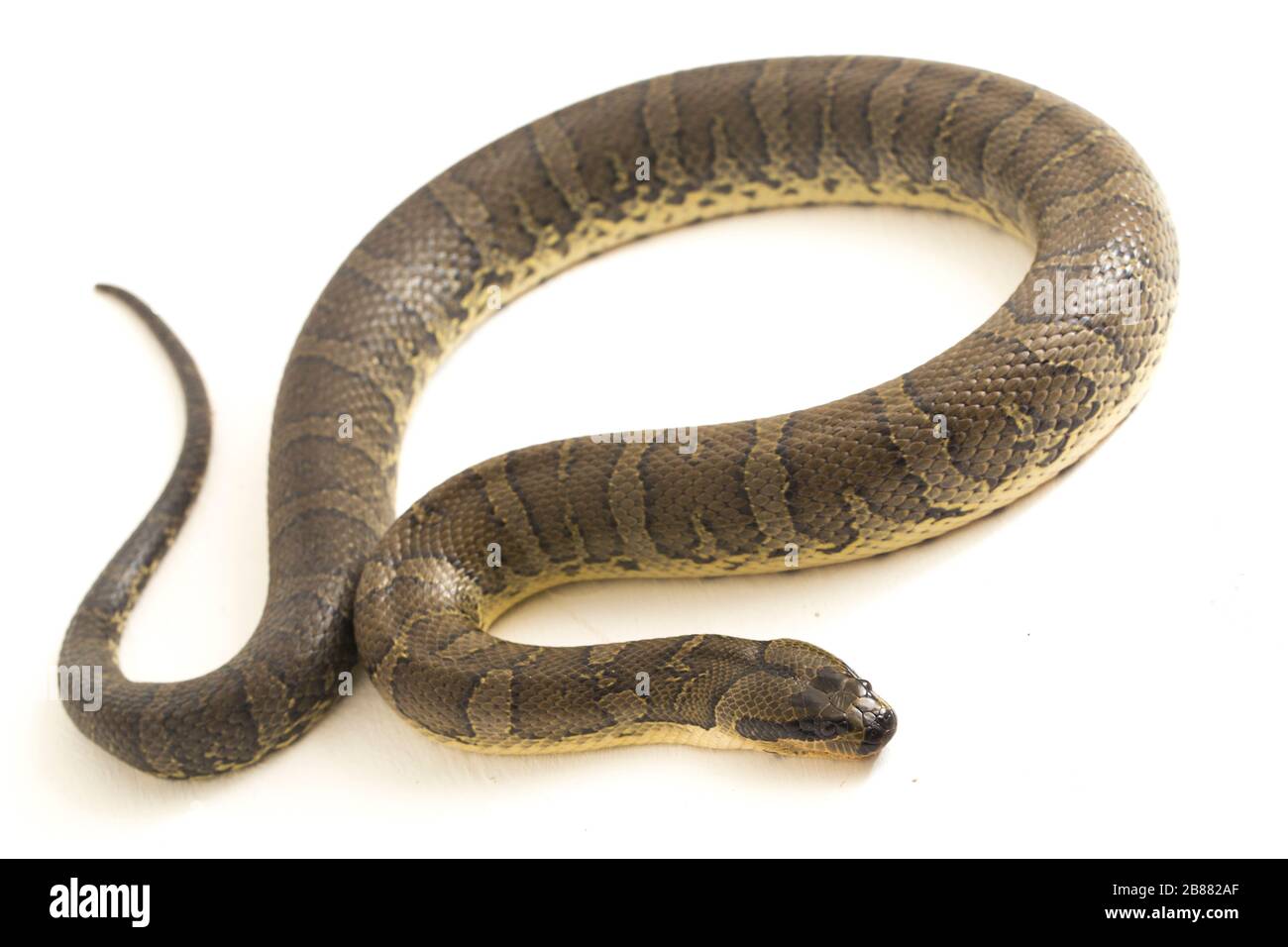 Serpent d'eau à tête de bouffée commune (Homalopsis buccata), serpent d'eau à bande ou serpent d'eau à tête de bouffée à bande isolé sur fond blanc Banque D'Images