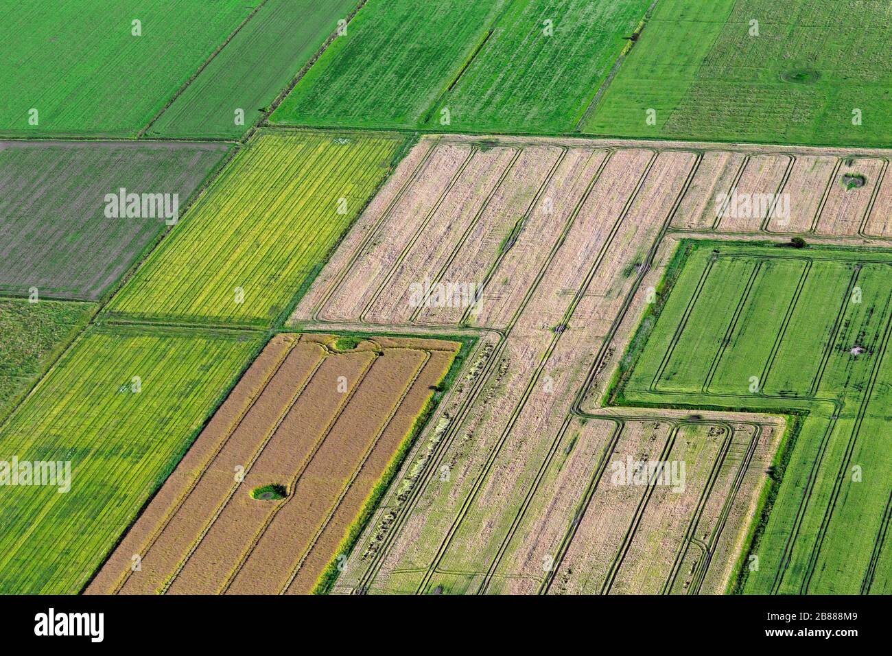 Vue aérienne sur les terres agricoles montrant les voies du tracteur dans les parcelles agricoles / parcelles de terres avec des cultures céréalières et des champs de blé / champs de maïs en été Banque D'Images