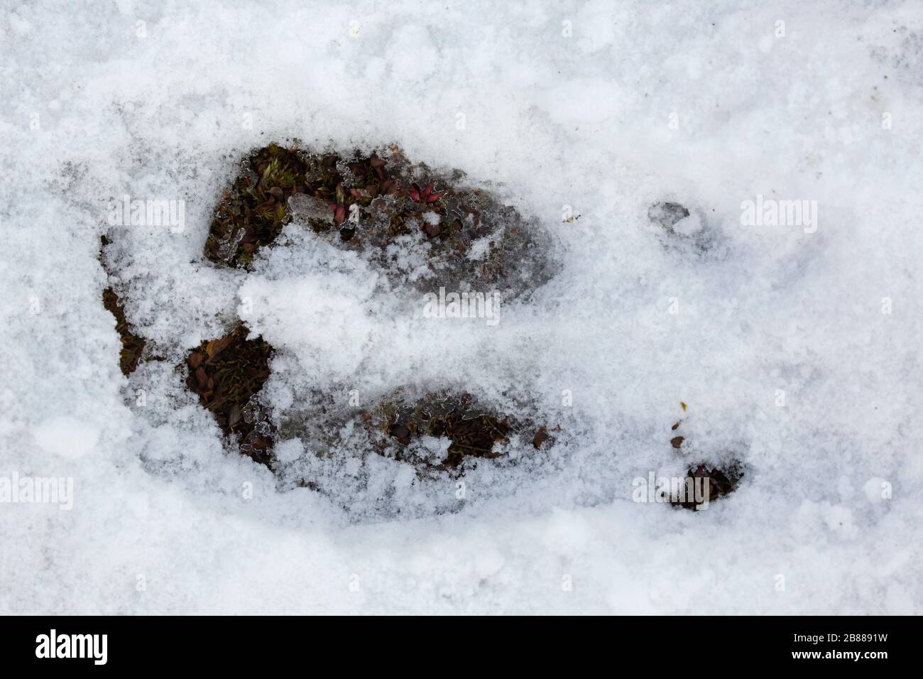 Renne de Svalbard (Rangifer tarandus platyrhynchus), gros plan de l'empreinte dans la neige en hiver, Spitsbergen, Norvège Banque D'Images