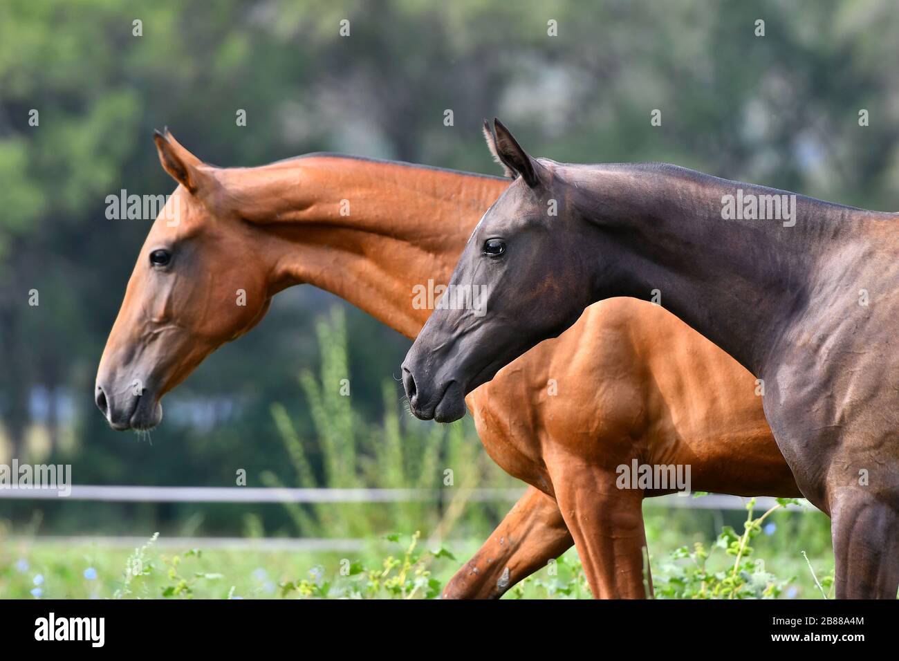 Deux akhal teke race des chevaux, baie et châtaignier, courir dans le champ libre. Portrait animal. Banque D'Images