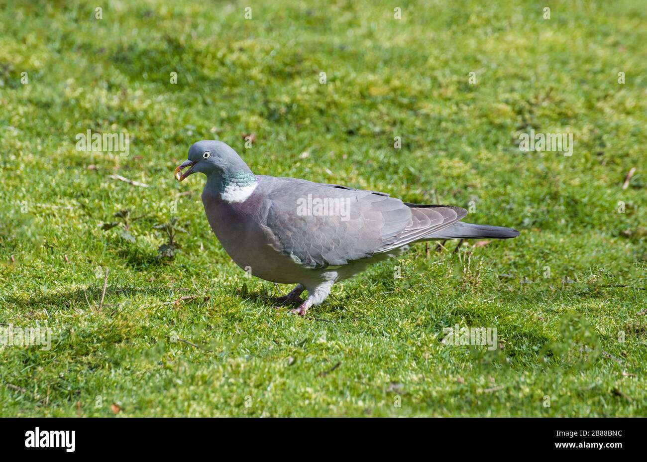 Bois commun Pigeon Columba palumbus à la recherche de nourriture sur un pré d'herbe. Banque D'Images