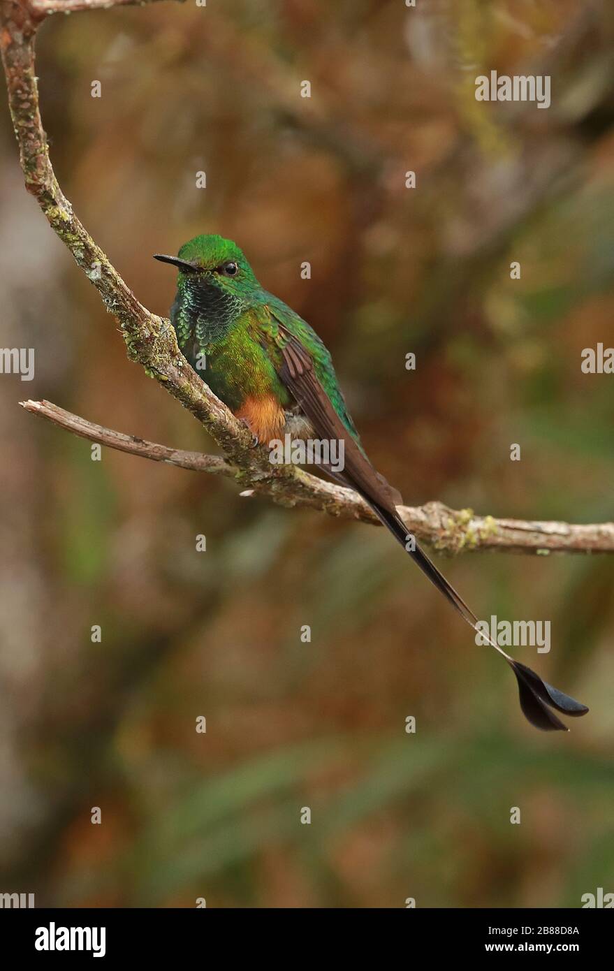 Homme adulte à queue de raquette (Ocreatus underwoodii peruanus) perché sur la branche Fundo Alto Nieva, Pérou février Banque D'Images