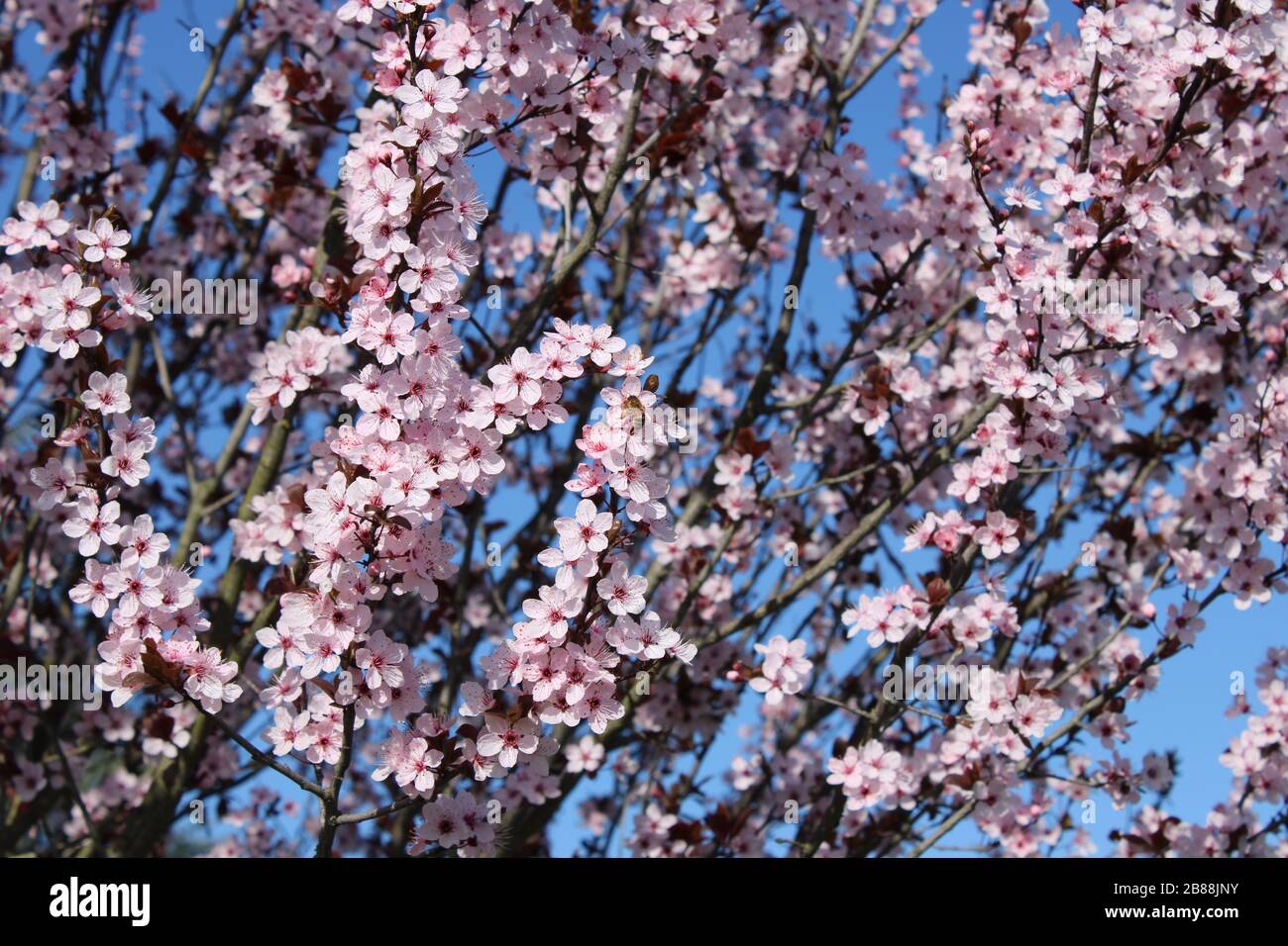 Le printemps arrive... Banque D'Images