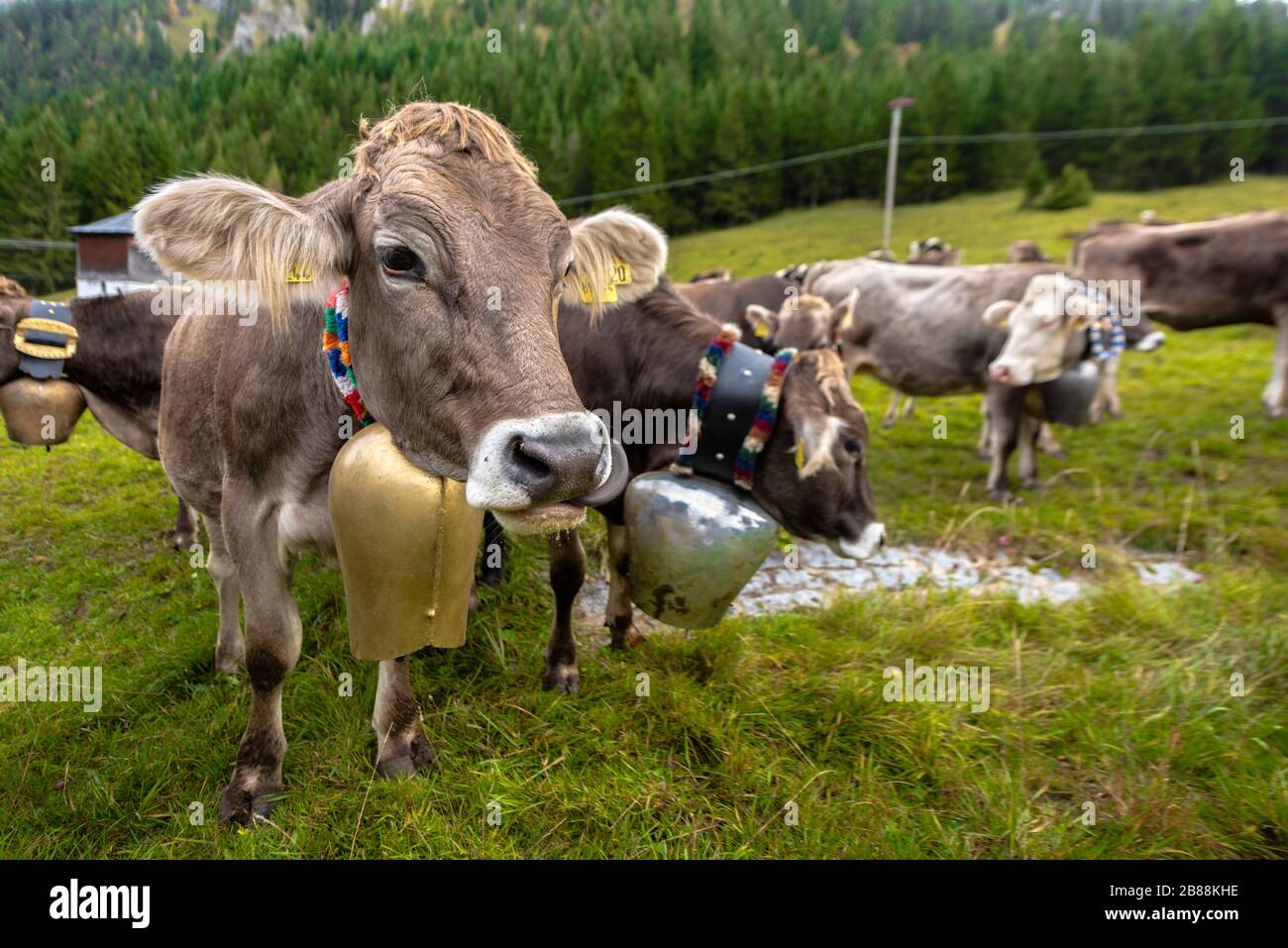 Jolies vaches alpines avec des cloches autour de leur cou après le 'Almabtrieb' du pâturage de montagne de retour au village en automne, Alpes, Allemagne Banque D'Images