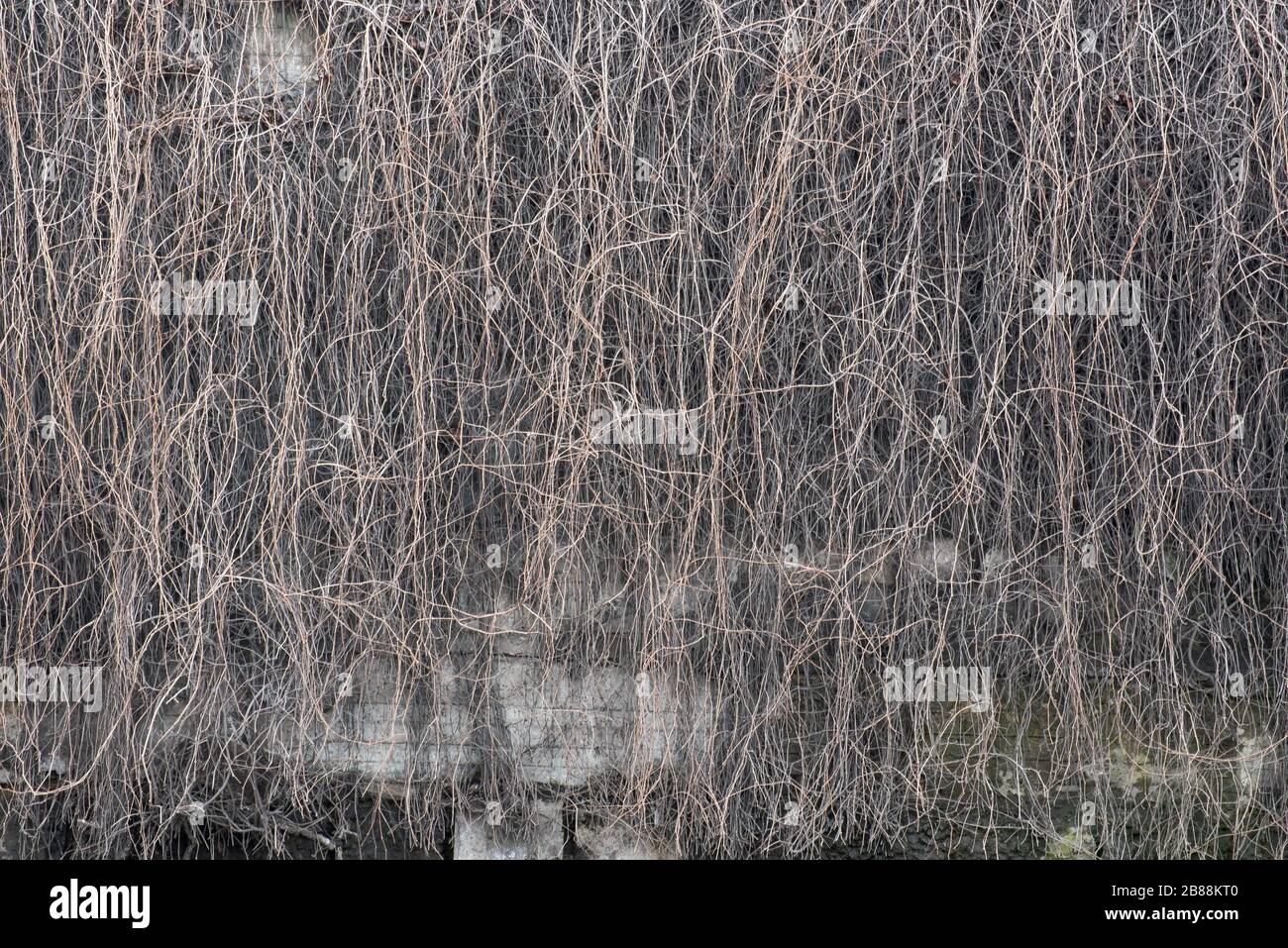 Pendaison de branches de raisins sauvages sur un mur de béton sans feuilles. Vigne sec de raisins sauvages, ivy. Texture de fond des raisins sauvages. Banque D'Images