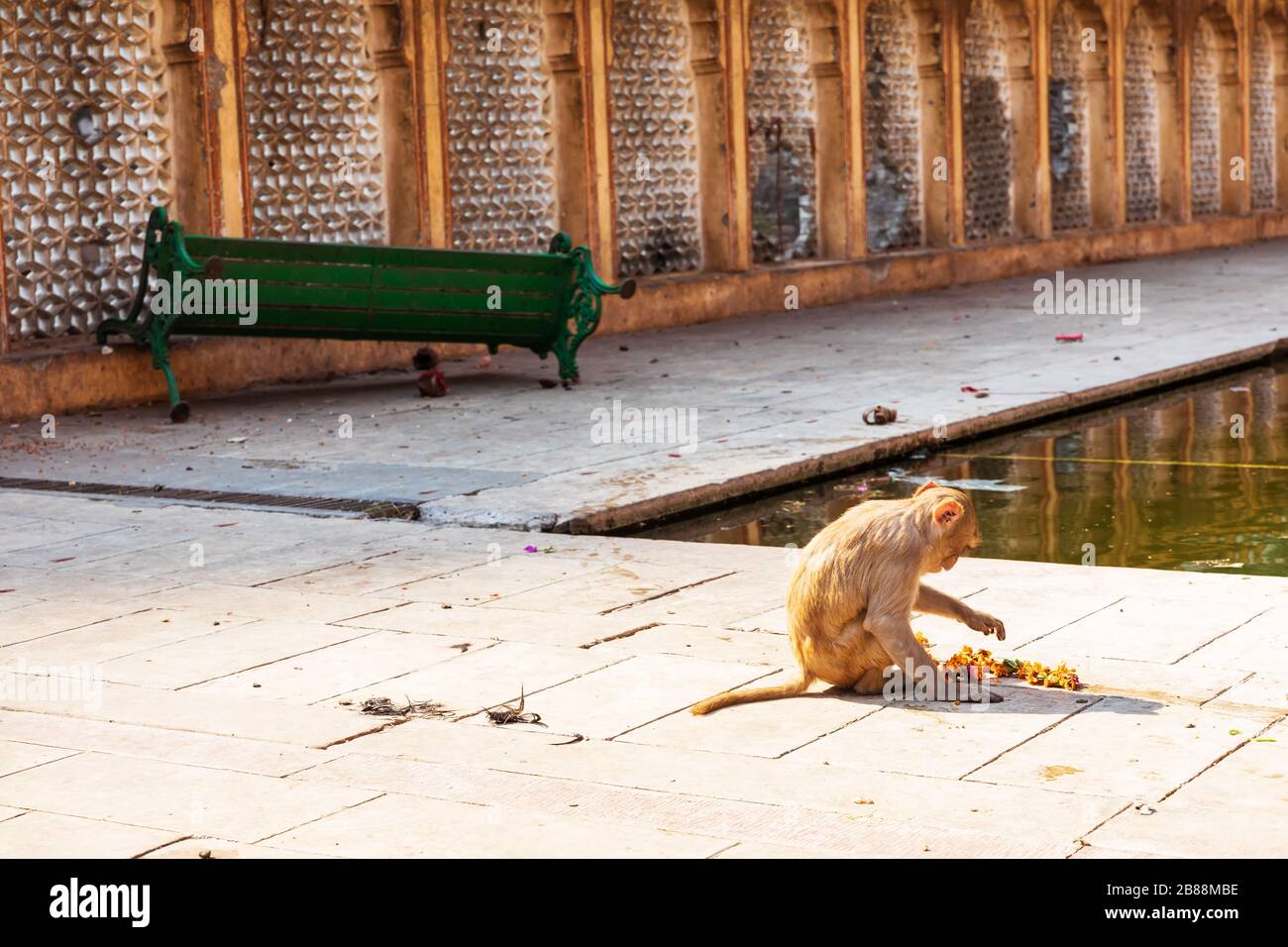 Singe dans le temple de Galta Ji, Inde, Jaipur Banque D'Images