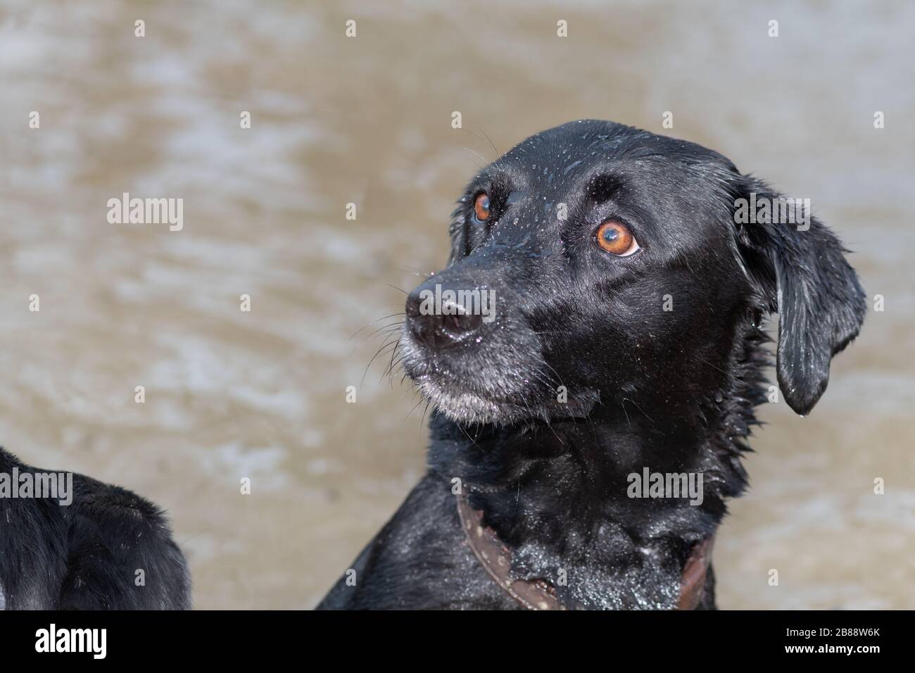 Portrait d'un Labrador noir humide dans l'eau Banque D'Images