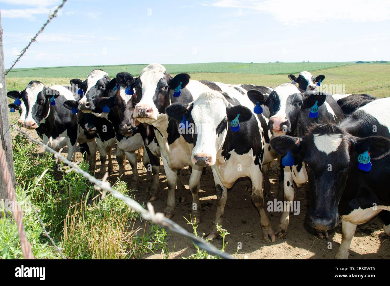 Un troupeau de vaches debout dans un champ ensemble Banque D'Images