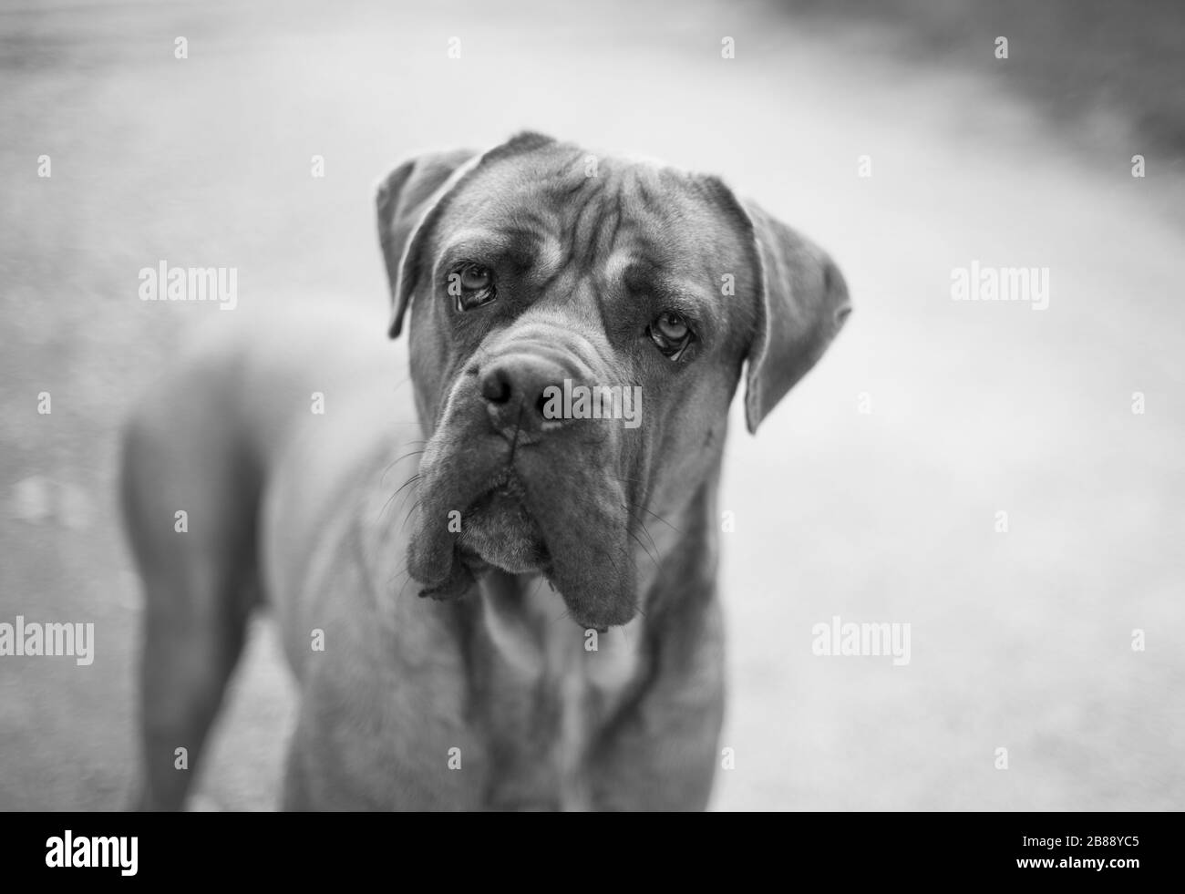 Chien de mastiff anglais qui vous regarde. Portrait animal, noir et blanc. Banque D'Images