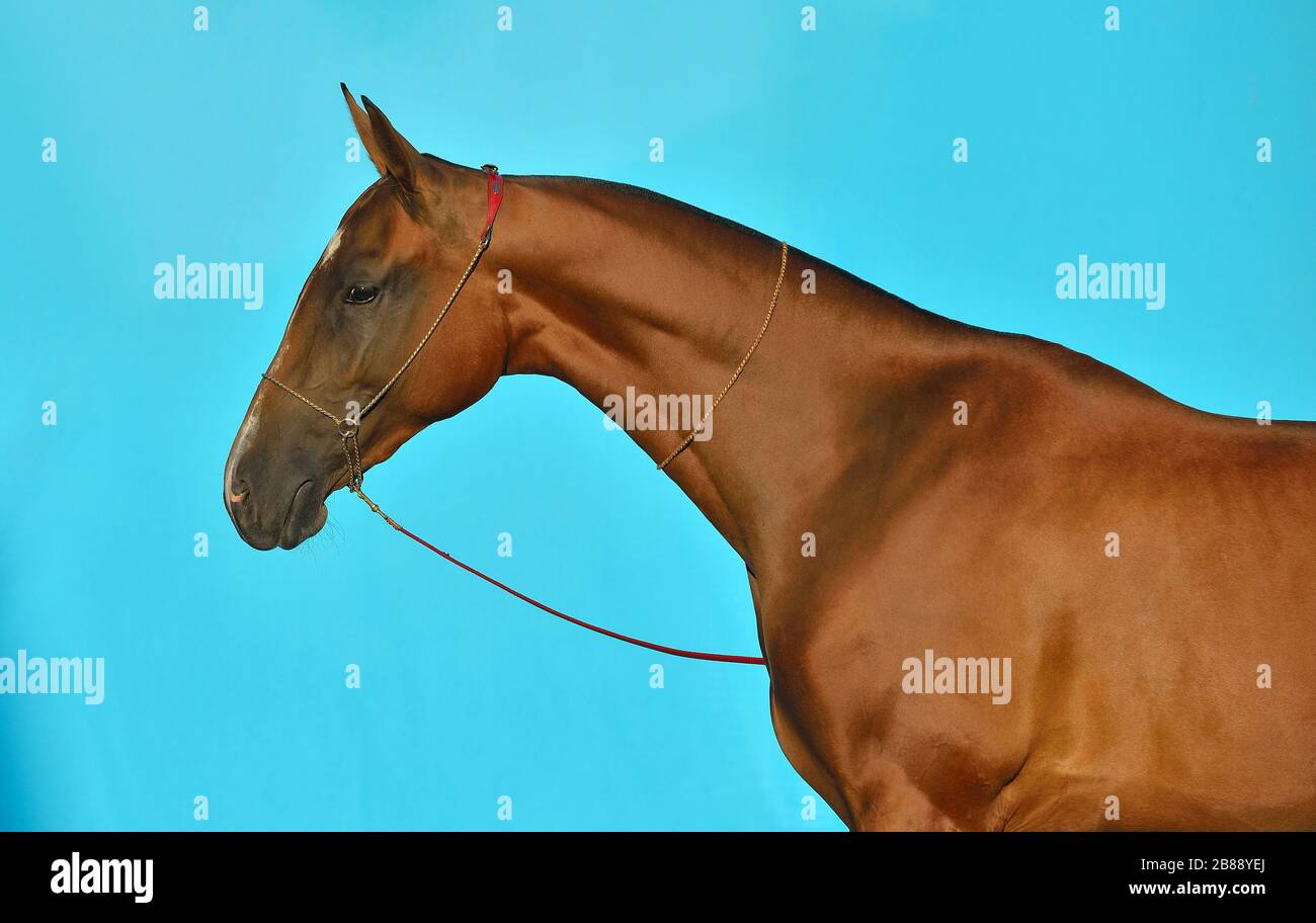 Le cheval de race teke Bay akhal se dresse en halter de spectacle sur fond bleu turquoise. Portrait animal. Concept de photo intérieure. Banque D'Images