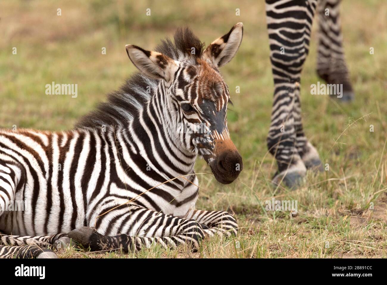 Zebra dans la réserve nationale de Masai Mara. Kenya Banque D'Images