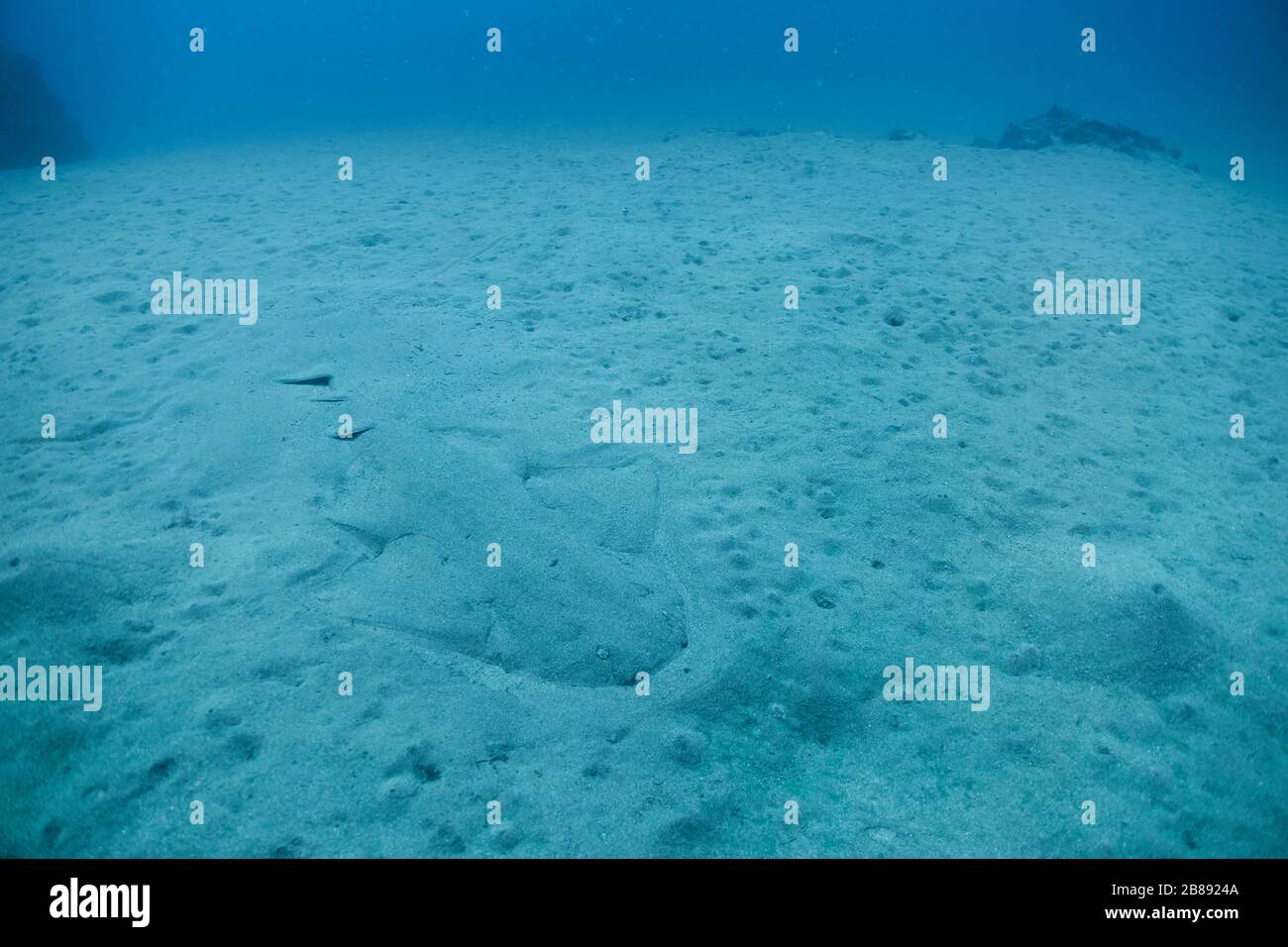 L'Angelrequin s'est caché sous le sable sous l'eau de Lanzarote, les îles Canaries Banque D'Images