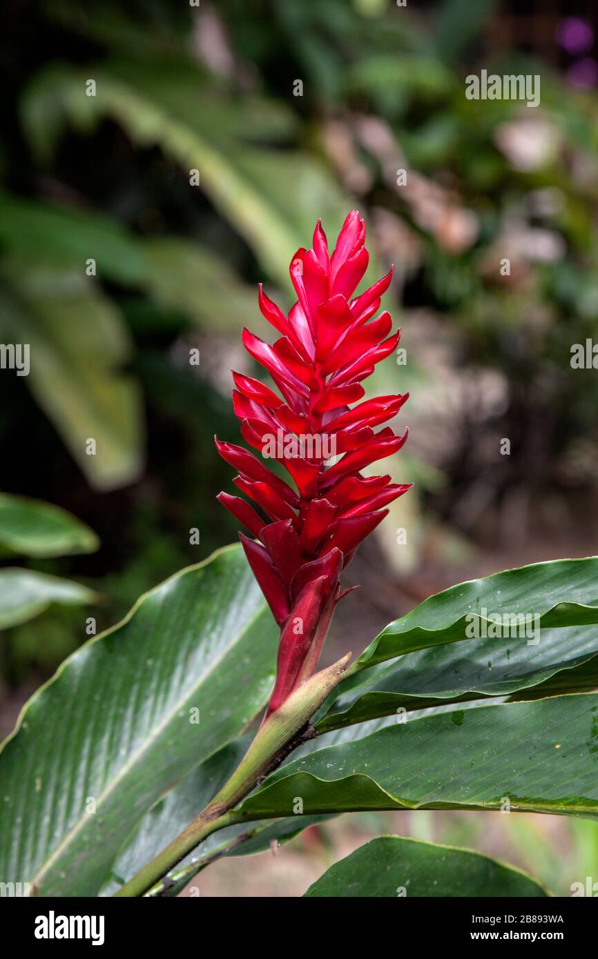Alpinia purpurata ou fleur de gingembre rouge en Amazonie, Leticia, Colombie, Amérique du Sud. (Samoa, fleur nationale, appelée localement 'teuila.'), Banque D'Images