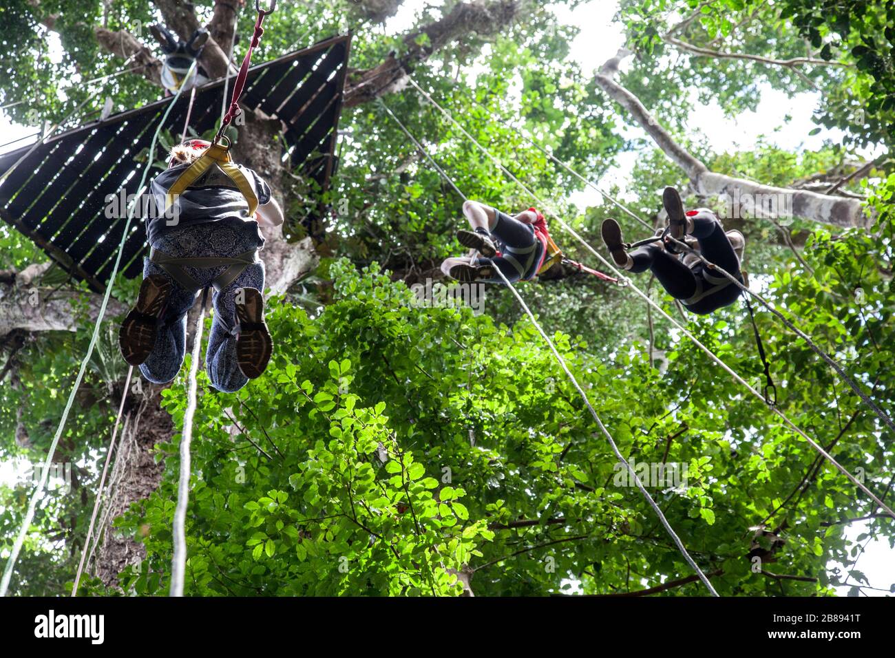 Aventure à la jungle canopée, allez à la pape, à Reserva Natural Tanimboca, réserve naturelle, Leticia, forêt tropicale, Amazonie, Colombie, Amérique du Sud. Banque D'Images