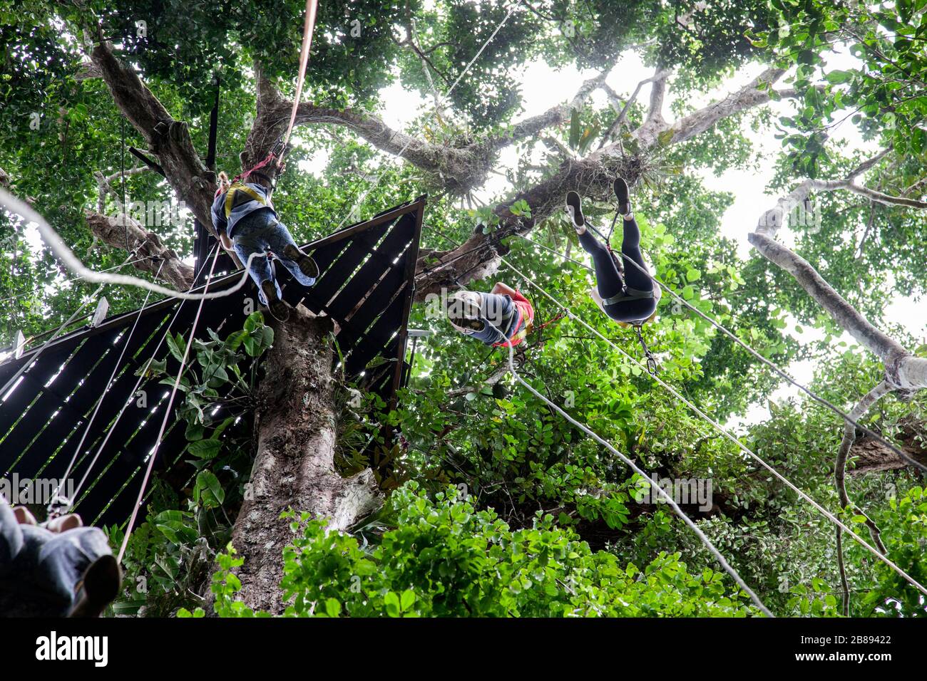 Aventure à la jungle canopée, allez à la pape, à Reserva Natural Tanimboca, réserve naturelle, Leticia, forêt tropicale, Amazonie, Colombie, Amérique du Sud. Banque D'Images