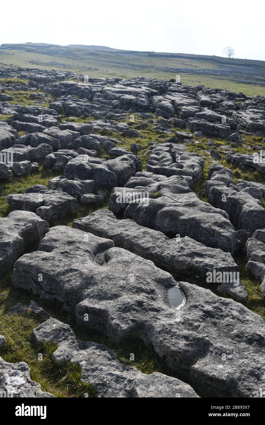 Pavé calcaire dans la région de Malham, Yorkshire du Nord, Angleterre, Royaume-Uni Banque D'Images