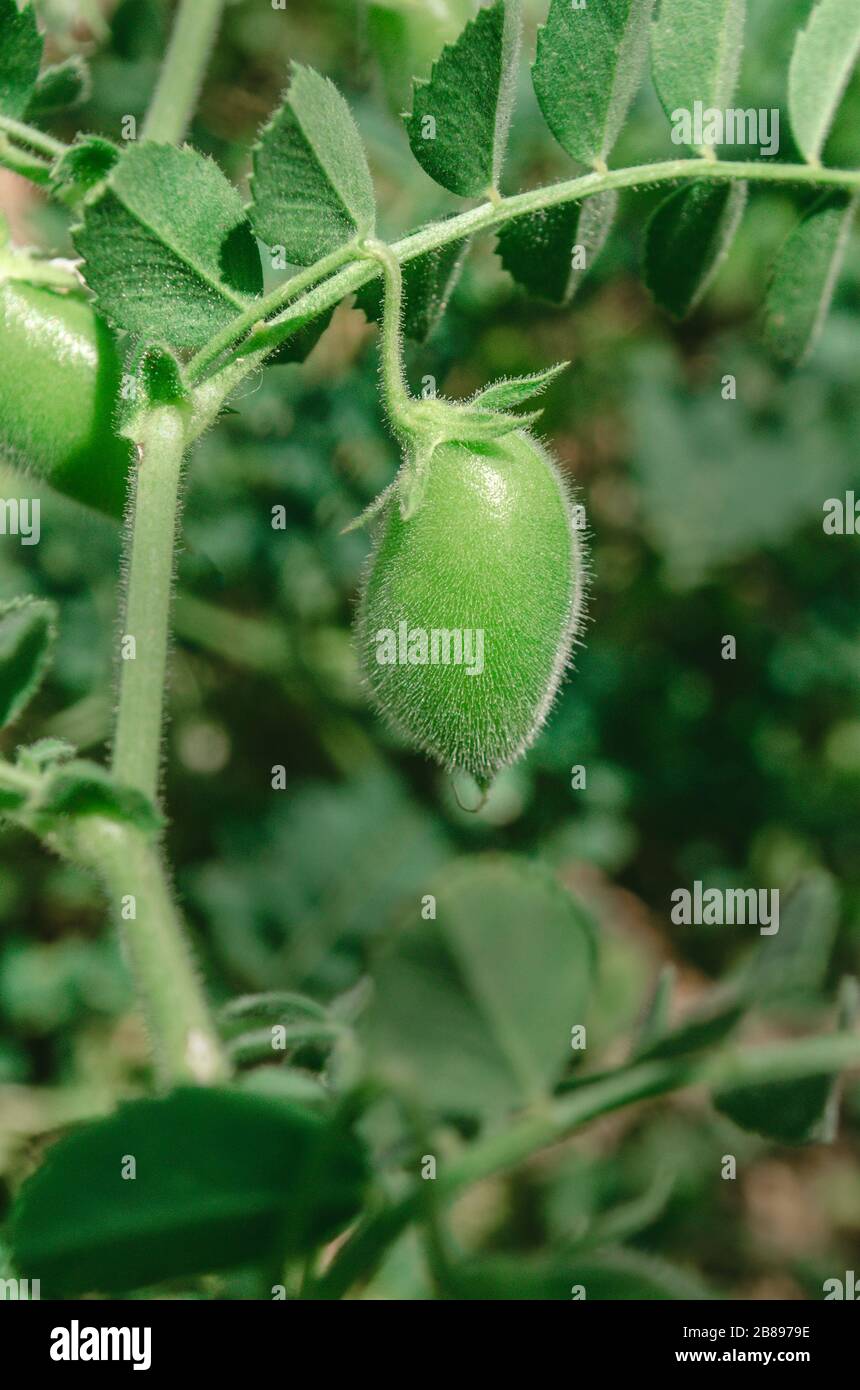 Photo macro d'une lentille dans un champ. Culture de lentilles dans le  jardin. Gros plan de l'usine de lentilles. Concept de produit naturel Photo  Stock - Alamy