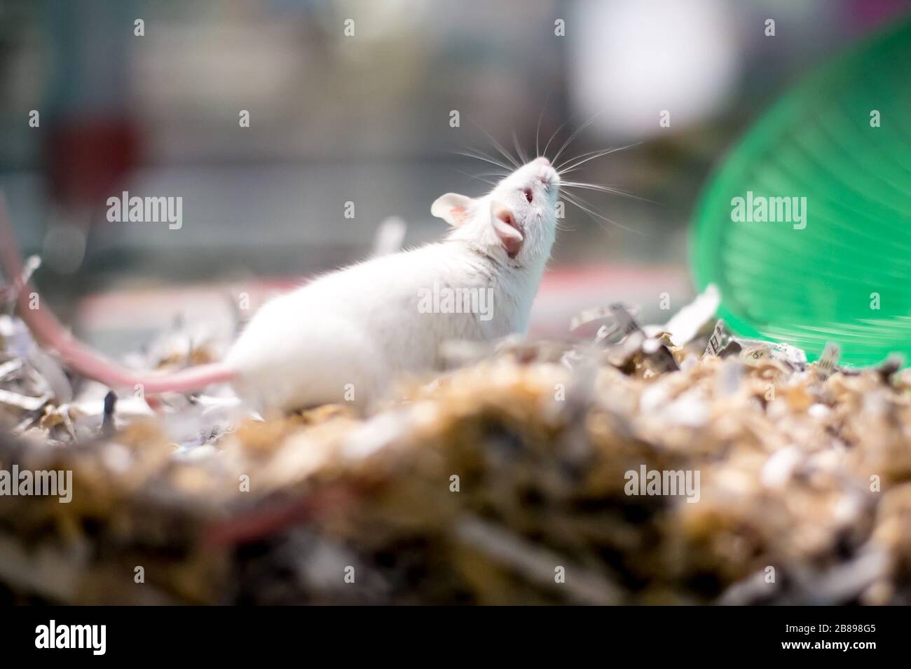 Une souris blanche pour animaux de compagnie dans une cage remplie de papier déchiqueté Banque D'Images