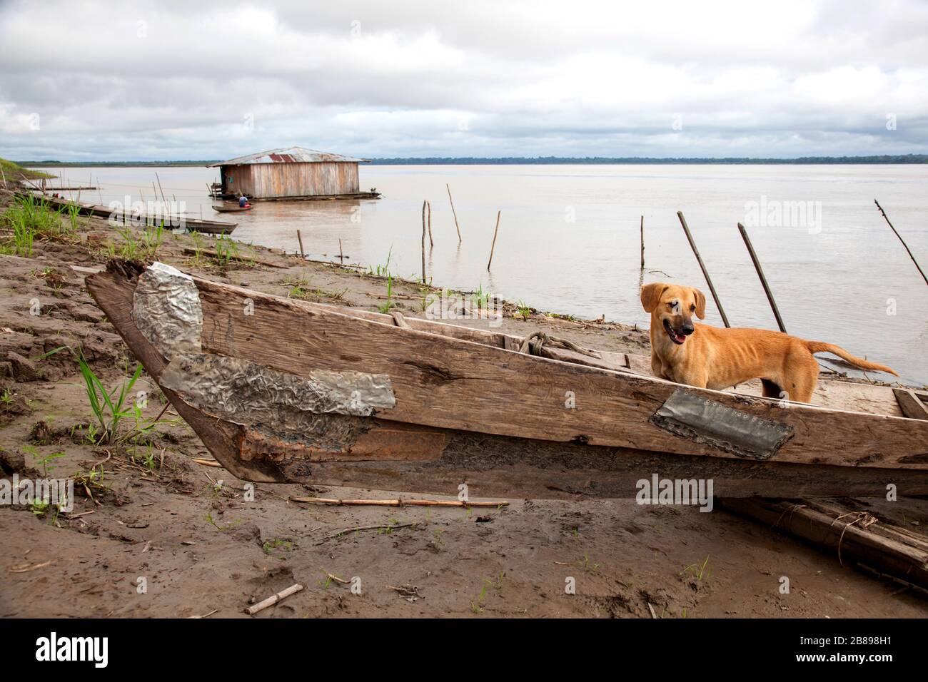 Bateau et chien sur la rive de la rivière Amazone Pérou et Colombie, Amérique du Sud. Banque D'Images