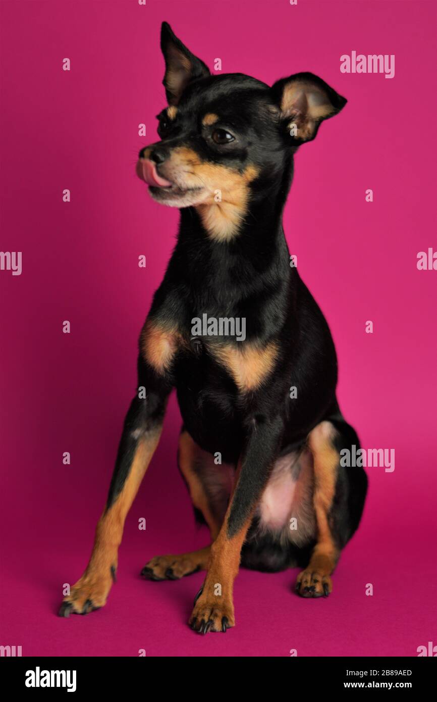 Le magnifique chien noir de la race Toy Terrier se trouve sur un fond rose vif.gros plan. Banque D'Images