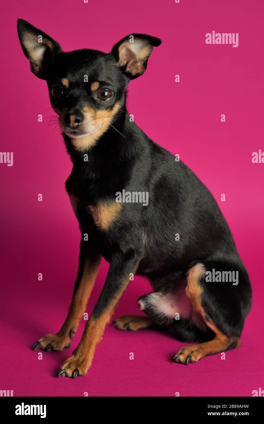 Le magnifique chien noir de la race Toy Terrier se trouve sur un fond rose vif.gros plan. Banque D'Images