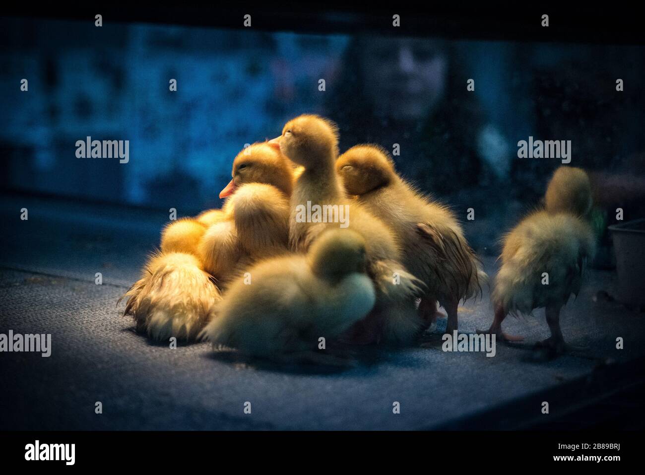 Poussins de bébé récemment hachés. Spectacle PA Farm. Banque D'Images