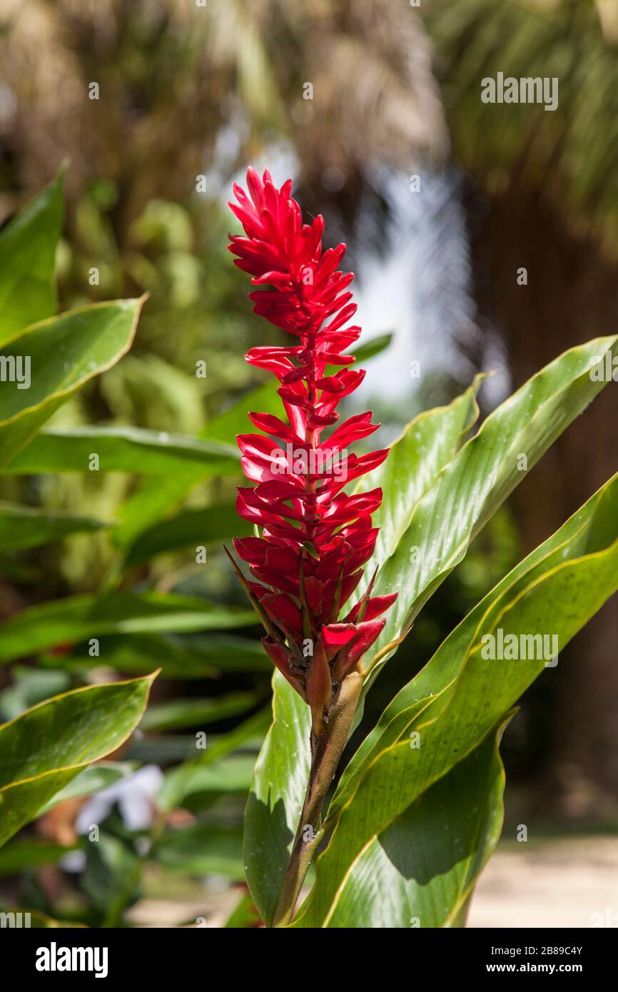 Alpinia purpurata ou fleur de gingembre rouge en Amazonie, Leticia, Colombie, Amérique du Sud. (Samoa, fleur nationale, appelée localement 'teuila.'), Banque D'Images