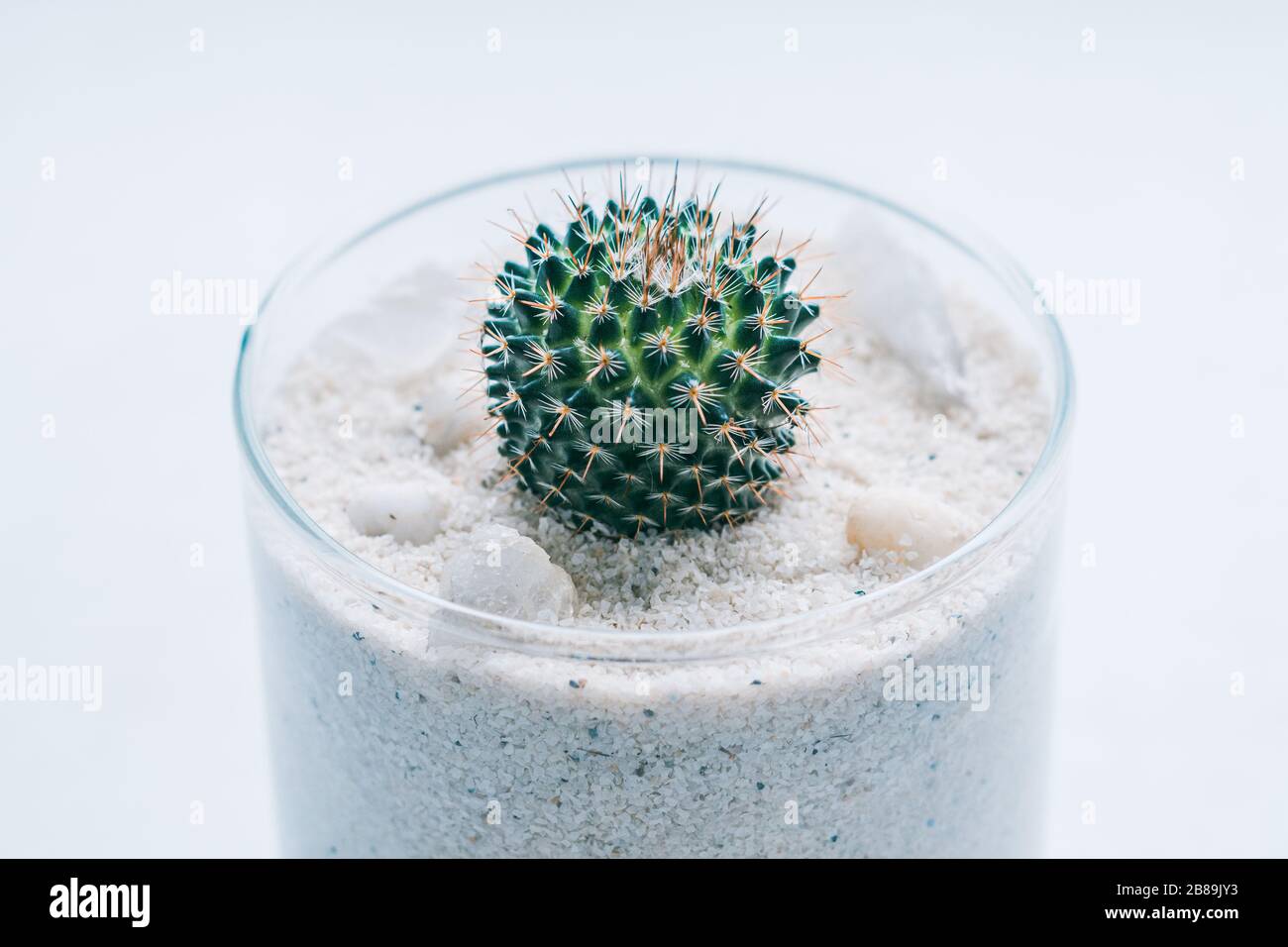 Petit cactus jaune dans le pot en verre Banque D'Images