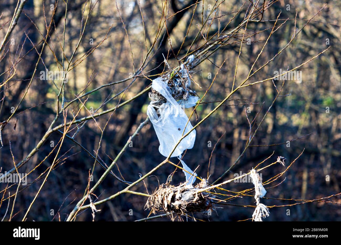 sac en plastique sur arbre dans la nature Banque D'Images