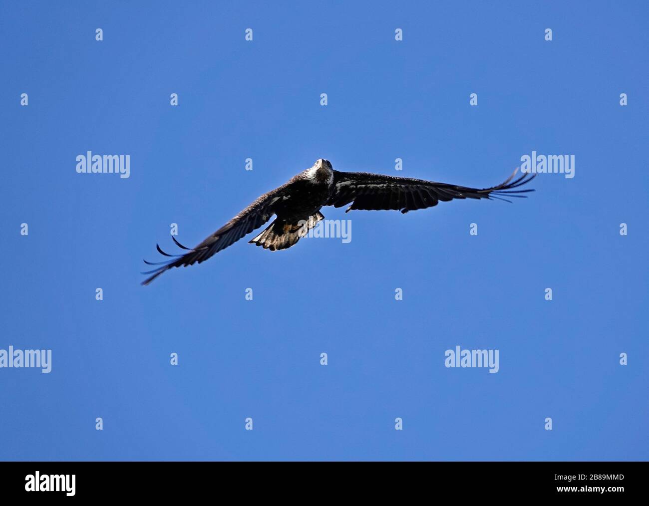 Un aigle chauve immature survole avec élégance le littoral du Pacifique près du petit village de Yachats, Oregon. Banque D'Images