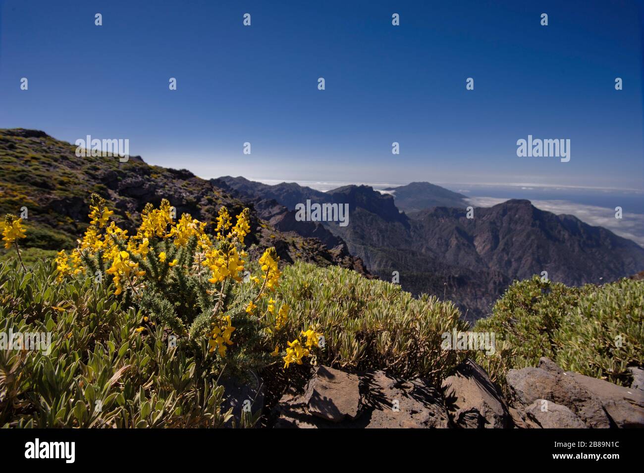 Adenocarpus viscosus ssp. Spartioides Banque D'Images