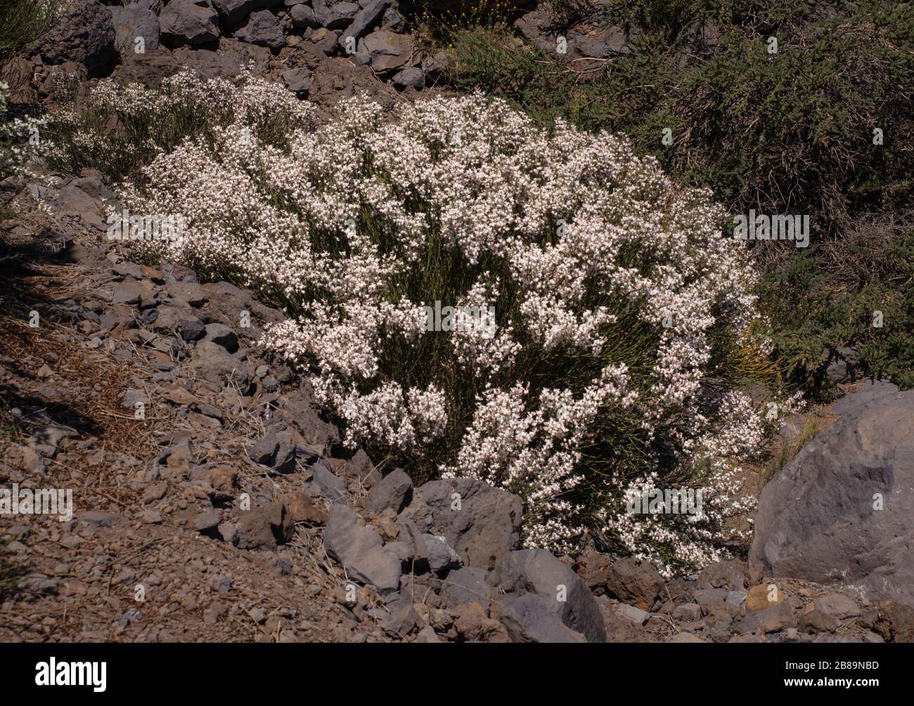 Cytisus supranationuus, une espèce de Fabaceae endémique de la zone subalpine de la Palma et de Tenerife Banque D'Images