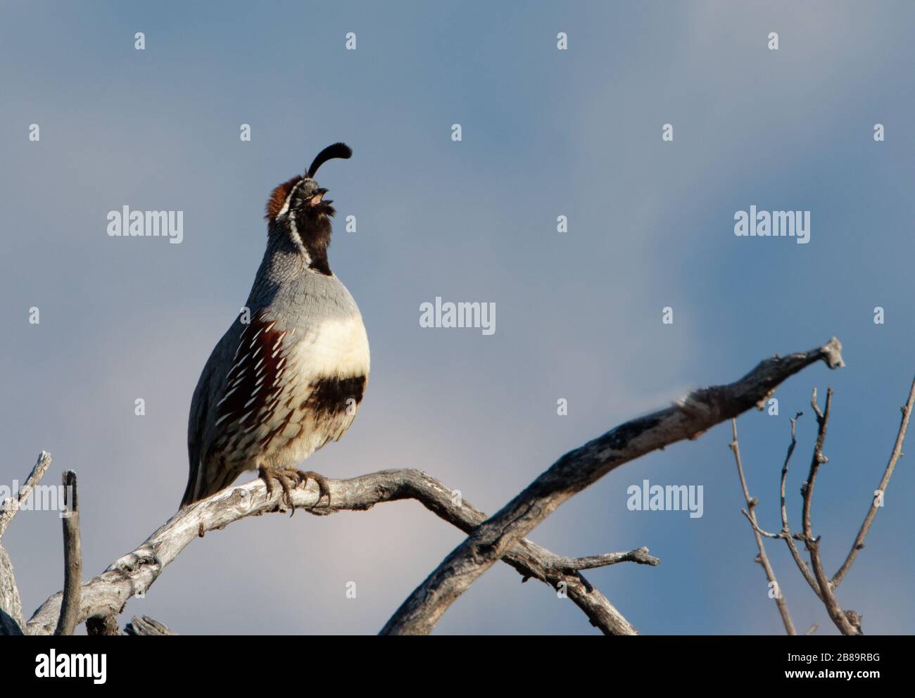 Un caille de Gambel appelle de sa perchaude dans le désert de l'Arizona. Banque D'Images