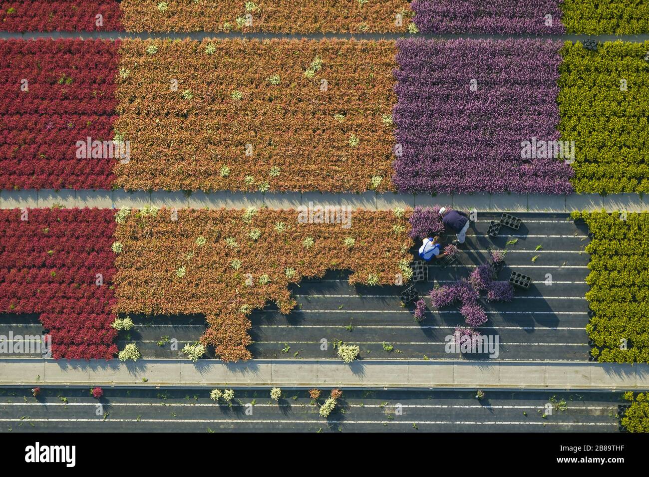 Commune Heather, Ling, Heather (Calluna vulgaris), rangées de fleurs colorées, champs dans une plante ornementale opérant à Schermbeck, 30.09.2013, vue aérienne, Allemagne, Rhénanie-du-Nord-Westphalie, région de la Ruhr, Schermbeck Banque D'Images